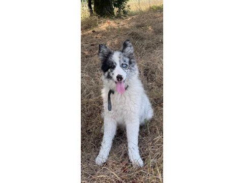 Dünyanın en zeki köpeği olan border collie