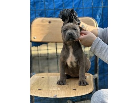 Geleceğin devi cane corso yavruları