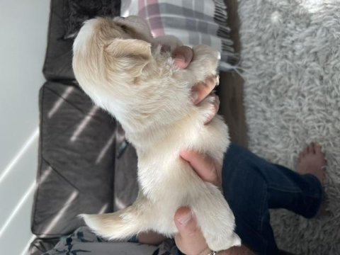 Minik pamuk pekinezler