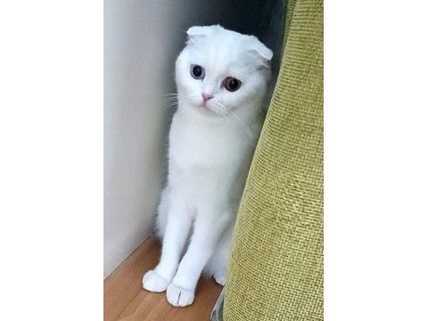Malzemelerle gözleri çift renk beyaz kedimiz