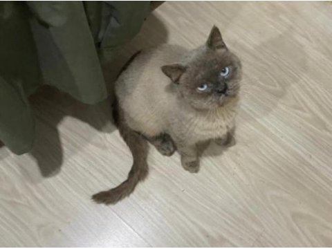 British shorthair paşa yeni yuvasını arıyor