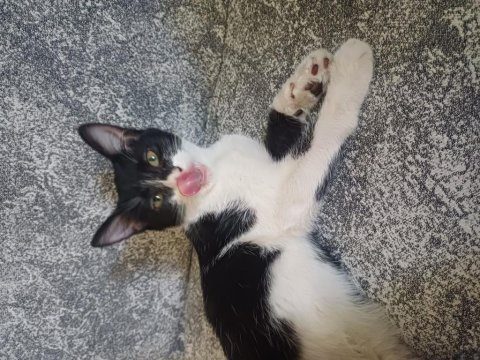 Akıllı sevecen ve oyuncu kedimiz