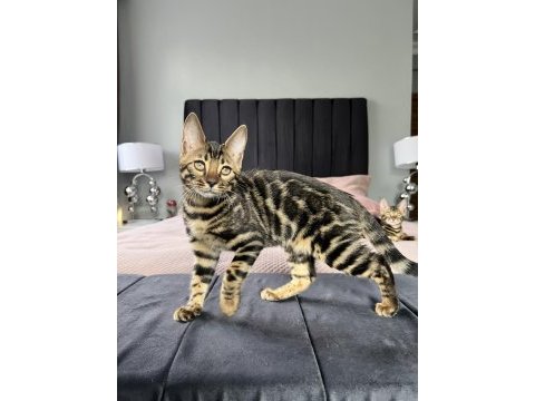 Show class brown bengal yavrular