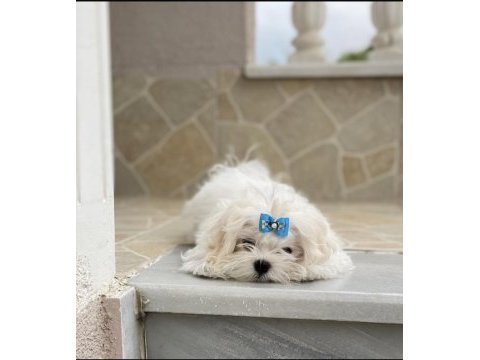 Safkan maltese yavru dişi erkek