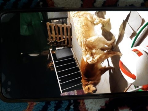 Safkan orjinal küt burun golden retriever bebeklerimiz
