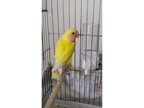 Sarı şeker sevda papağanı
