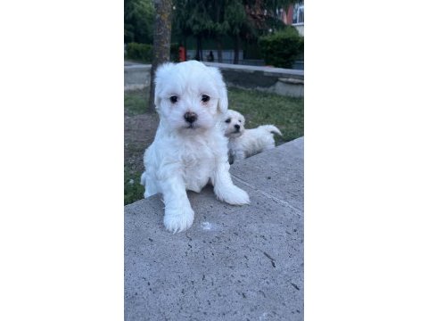 Safkan maltese terrier yavrularımız hazır