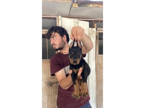 Üst kalite doberman yavruları