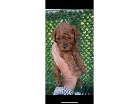 Kore erkek too poodle yavrumuz