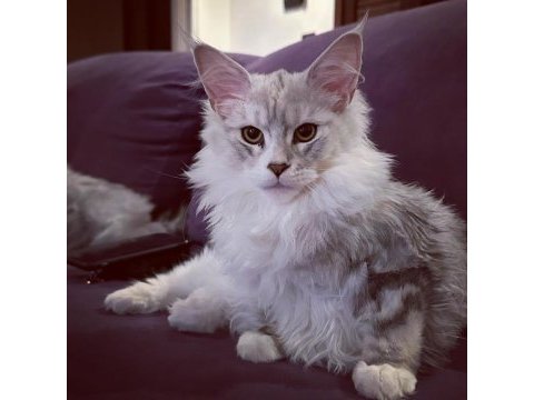 Yalnızca ömürlük tecrübeli ailelere safkan maine coon