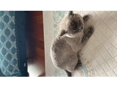 1 yaşında british shorthair