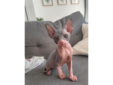 Sphynx kitten pet consultant listing