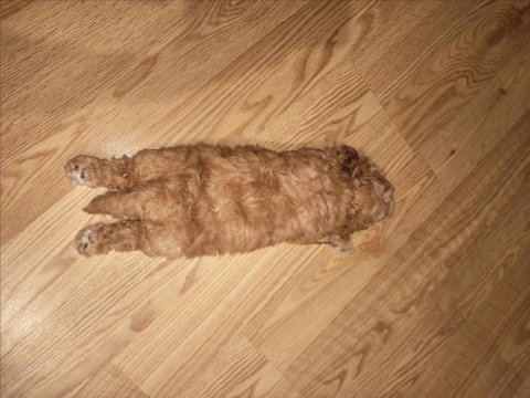 Sevgi dolu bir yuva arıyoruz köpeğimize
