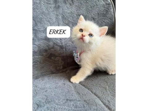 British shorthair paşam uyguna verilecek