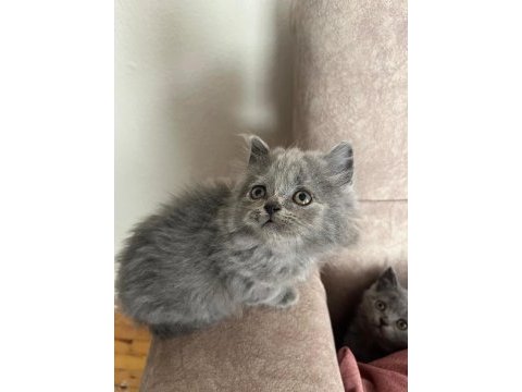 British shorthair kedimiz