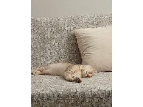 7 aylık oyun canlısı scottish fold