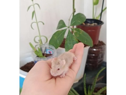 Gonza hamster bebeklerim yeni yuvasını bekliyor