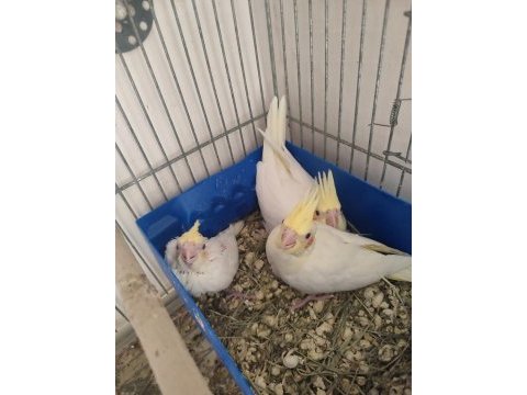 2 aylık sultan papağanı bebekler