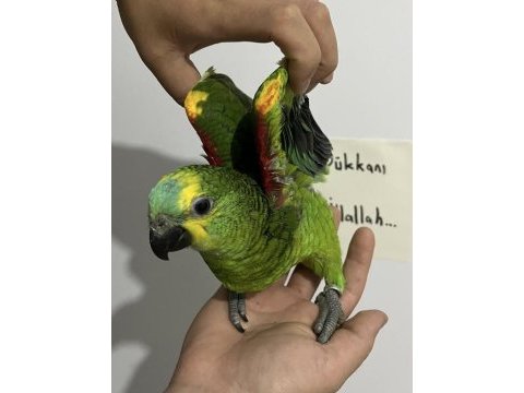 El besleme bebek full evcil amazon papağanı