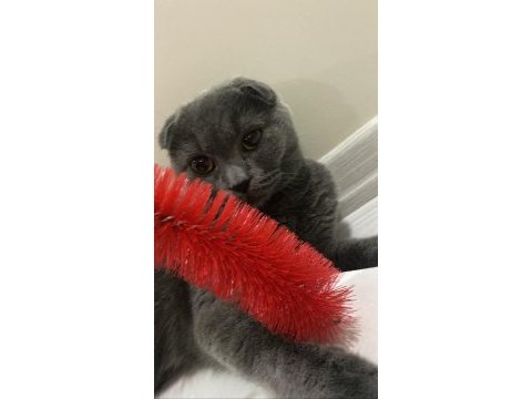 4 yaşında scottish fold (kısırlaştırılmış)