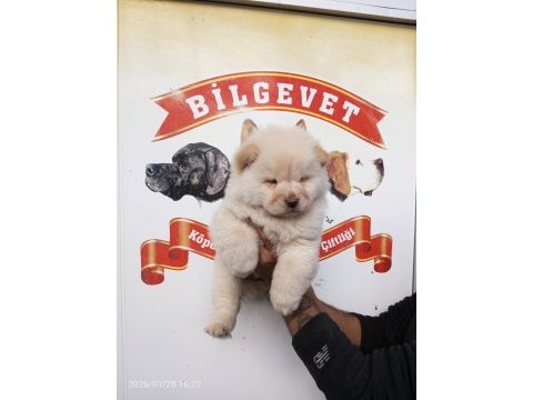 Chow chow bebek köpeklerimiz