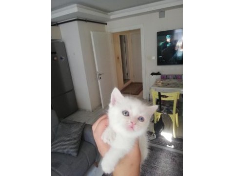 Bursa içi british longhair yavrular