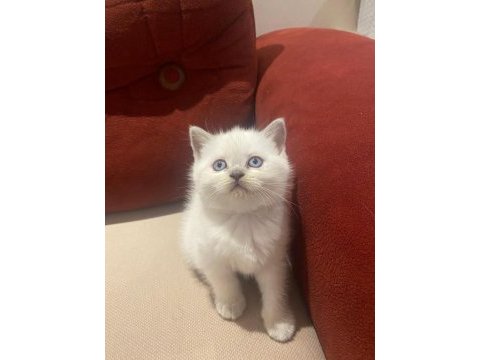 British shorthair yavrular