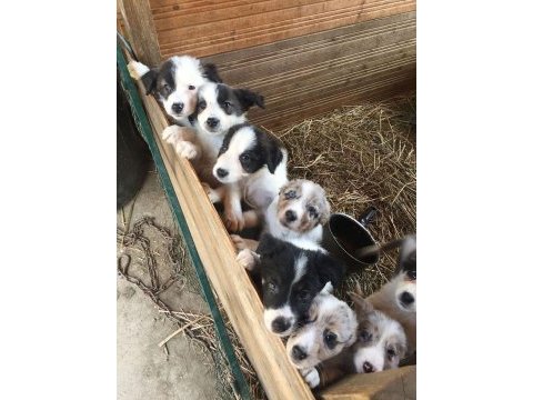 Border collie bebekler teslime hazır