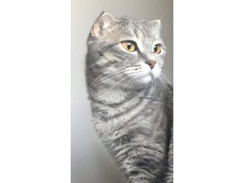 Ücretsiz sahiplendirilecek scottish fold