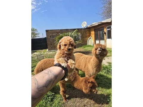 Sağlıklı maltipoo bebekler