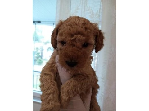Kaliteli orjinal toy poodle yavrularımız