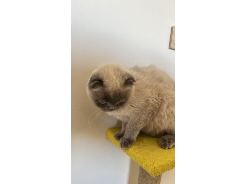1 yaşında scottish fold miniğimize
