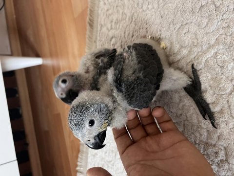 Jako papağanı yavrusu el beslemesi yapmak önemli
