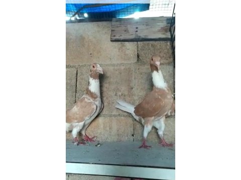 Sarı alaca beyaz kuyruk güvercin