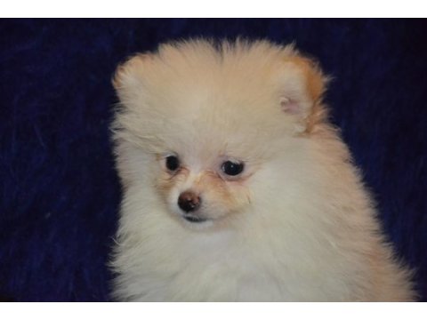Pomeranian boo erkeğimiz