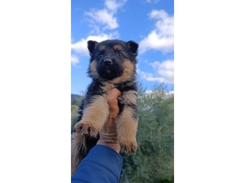 Orjinal safkan alman kurdu yavrularım