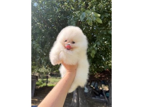 Zırve dişi pomeranian boo en iyisini isteyenlere