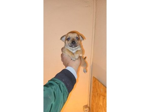 Pinscher yavrumuz