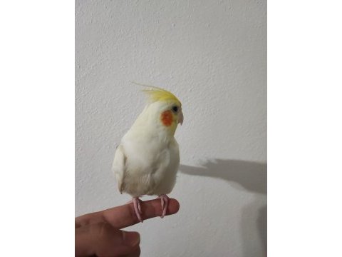2 aylık yavru sultan papağanı yeme düşme