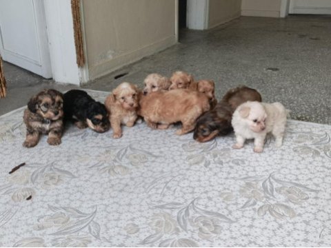 A kalite ırk sağlık garantili maltipoo köpekler