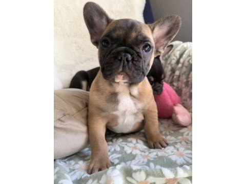 French bulldog bebekler