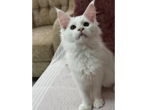 Kar beyazı bir güzellik maine coon