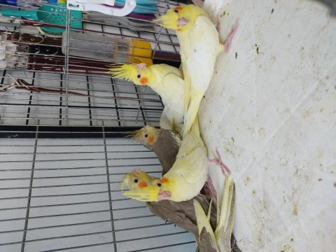 45-50 günlük bebek sultanlar ısırma bilmez