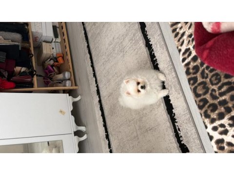 Pomeranian boo köpeğimiz