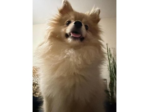 Pomeranian boo 7 aylık dişi