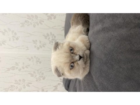 Russian blue 4 aylıktır