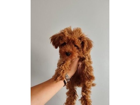 3 aylık erkek toy poodle