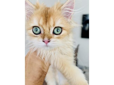 Golden british longhair erkek 4 aylık iç dış parazit yapıldı