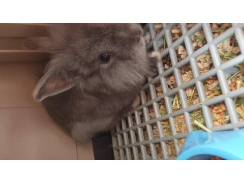 Lop cüce tavşan
