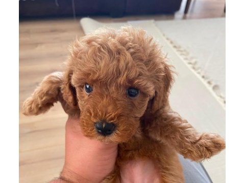 Yavru toy poodle